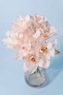 【産直】今井ゆり園のセピアリリー