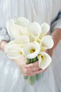 【産直】純白のカラー「ウェディングマーチ」