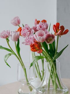 【産直】センティアのおまかせチューリップ（14〜15本）