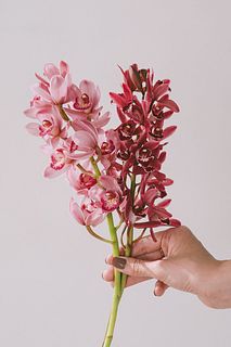 【産直】石田蘭園のシンビジウム「ピンクとレッド」（2本）