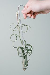 希少チランジア「インターメディア」