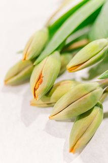 ルビーレッドのチューリップ「クリスタルビューティー」