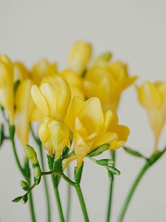 ほんのり香る黄色のフリージア
