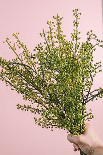 季節の枝物「アオモジ」