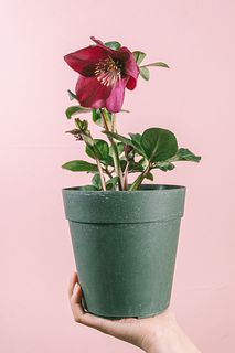 希少品種クリスマスローズ「雪の妖精 レオナ」