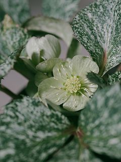 斑入りクリスマスローズ「スノーフィーバー」