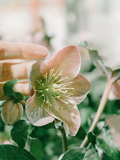 クリスマスローズ「マエストロ」