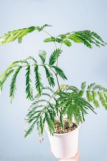 幸福を呼ぶ「エバーフレッシュ」