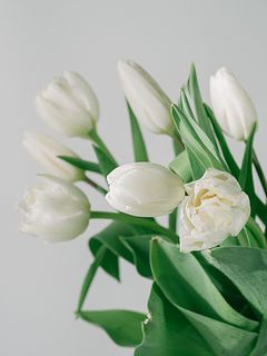 純白のチューリップ