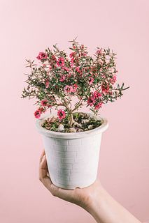 マヌカハニーの花「御柳梅」