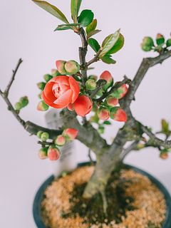 おまかせボケの花（5号）