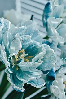 フローズンチューリップ