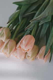 セピアチューリップ