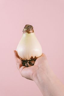 土と水がいらない「マジックアマリリス」