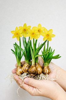 【産直】甘い香り！水栽培で楽しむ球根付きスイセン