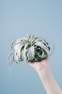 高級キセログラフィカ