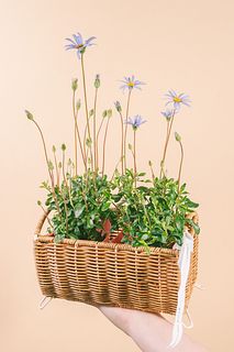 デージー「アズールブルー」のバスケットセット（２鉢）