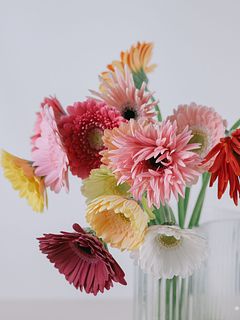 【産直】松木園芸のおまかせガーベラ