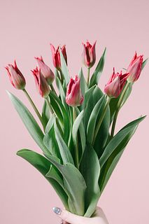 赤いチューリップ「プリティウーマン」