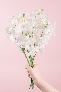 純白スイートピー