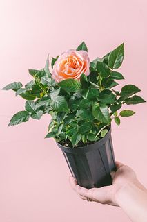 【産直】希少ローズ「フジサンフォーエバー」