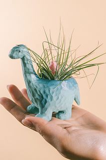 ブラキオサウルスと花咲くエアプランツ