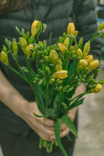 たっぷり！ほんのり香る黄色のフリージア