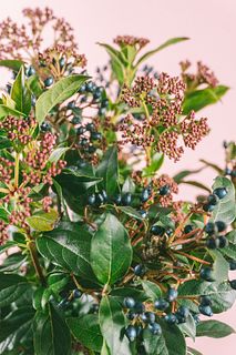 【1月のお買い得】希少！ビバーナム「ティナス」