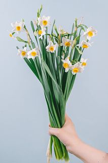 【1月のお買い得】香るスイセンの花