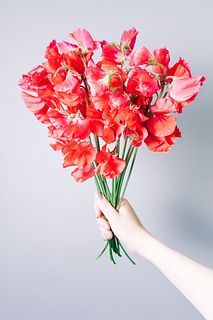 赤いスイートピー