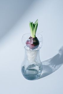 水栽培花器 「Bulbee」（グレー）