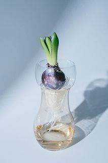 水栽培花器 「Bulbee」（アンバー）