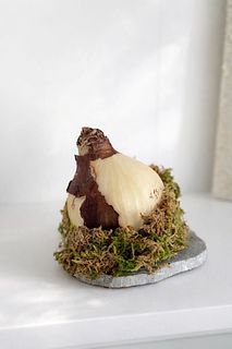 土と水がいらない「苔付きマジックアマリリス」