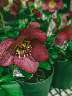 高級品種の大輪クリスマスローズ「雪の妖精 レオナ」