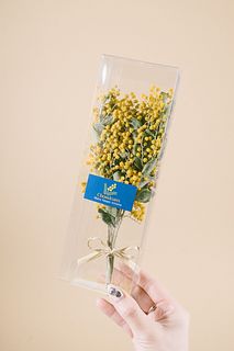 小さなミモザの箱庭