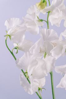 純白スイートピー