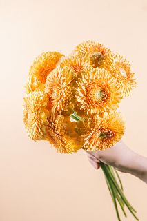 ガーベラ「バニー」