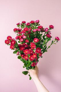 ストロベリーアスター