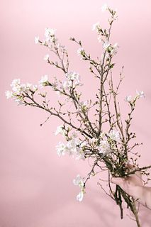 春の枝物「啓翁桜」(ロングサイズ)