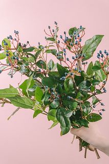 メタリックブルーのビバーナム「ティナス」