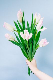 【1月のお買い得】パーロット咲きチューリップ「カバナ」