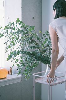 季節の枝物「大きなユーカリ」（ロングサイズ）