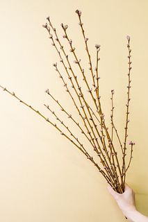 【先行販売】甘く香る「桃の花」（ロングサイズ）