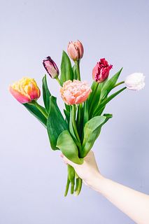 おまかせフリンジ咲きチューリップ