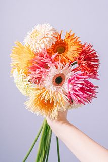 変わり咲きアソートMIX「ガーベラ」