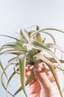 高級キセログラフィカ(Sサイズ)