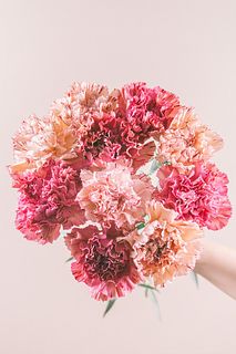 カーネーション「バイパー＆バイパーワイン」