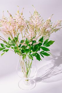 春ピンクのアスチルベ