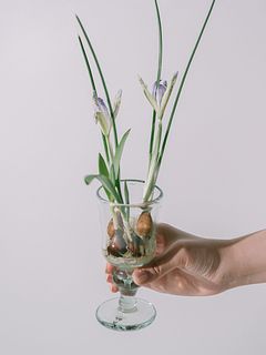 フローリストrinaの推し球根アソート