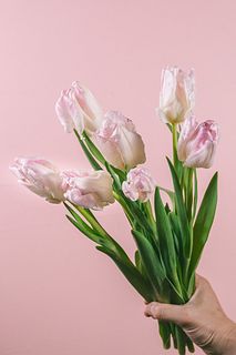 【1月のお買い得】パーロット咲きチューリップ「カバナ」